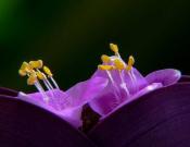 紫鸭趾草何时盛开，紫鸭趾草的盛花期管理方法/盛花期夏秋季