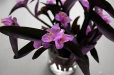 紫鸭趾草与紫罗兰有何差别，除开蓝紫色之外/花瓣叶子差别极大