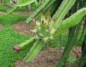 三棱箭是一种什么植物，如何养护？养植过程中有什么需要注意的地方？