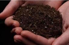 养植植物三棱箭烂根如何处理，有效肥水/拆换土壤层/剪去烂根再次插枝