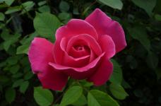 种植红色玫瑰的方式以及常见问题有哪些？如何解决？