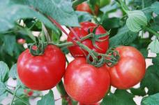 养植西红柿常用的方式和常见问题