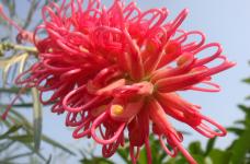红花银桦是一种什么植物呢？