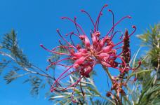 红花银桦的生长状况是什么样的呢？