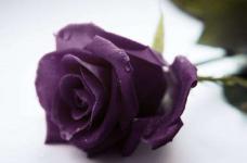 紫色玫瑰的代表意义是什么呢？
