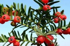 你知道红豆杉怎么进行养殖吗？