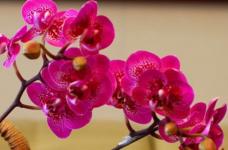 蝴蝶兰的花语和传说是什么呢？