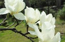 白玉兰的花语和含义是什么呢？