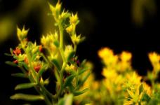 垂盆草与佛甲草的区别是什么呢？