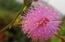 含羞草的花语是什么呢？是否开花呢？