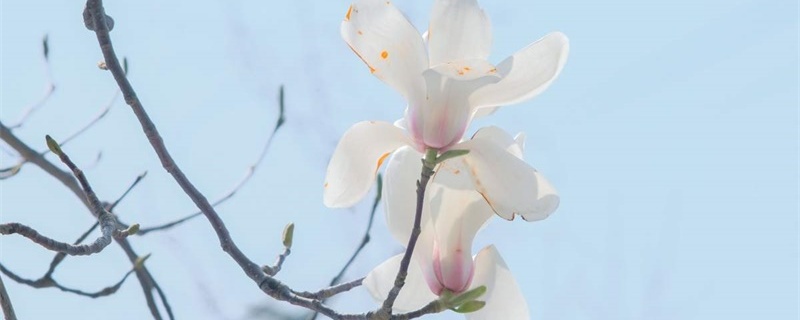 温州适合养什么花，市花和市树是什么