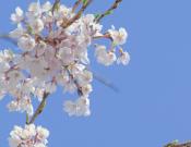 中国樱花开花时间，和日本樱花有什么区别