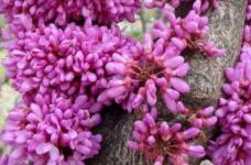 紫荆花是完全花吗