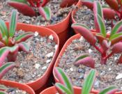 红背椒草的养殖方法和注意事项