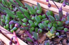 紫玄月吊兰的养殖方法和注意事项
