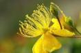 花的叶子发黄是什么原因_植物知识