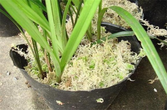 木屑养花全死的原因，添加过多腐烂根须导致