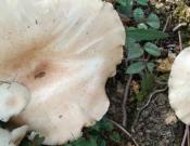 世界上最大的蘑菇有多大，长什么样子