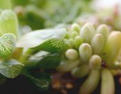 玉露种子的种植方法，5个步骤简单种活玉露_多肉
