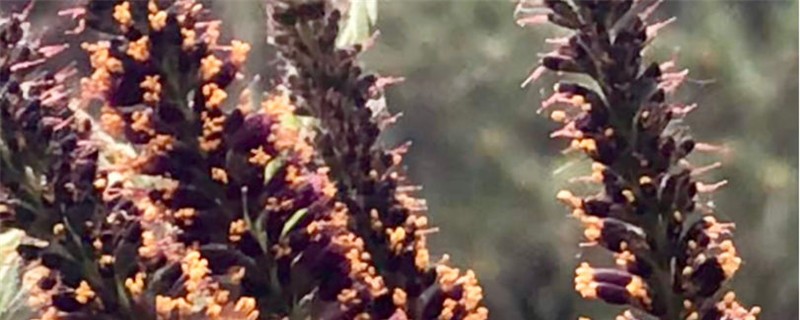 紫穗槐的养殖方法和注意事项