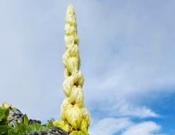 塔黄是什么植物