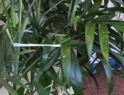 观赏竹的养殖方法和注意事项