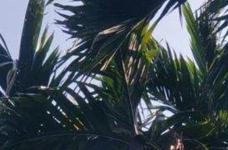 槟榔树的养殖方法和注意事项