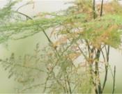 文竹是什么科的植物，是酸性还是碱性土壤