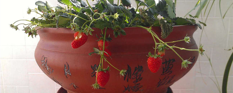 大棚草莓一年结几次果，什么时候结果