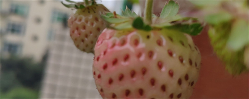 什么的草莓，草莓图片