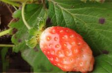 草莓的品种有哪些，什么品种好
