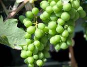 葡萄的种类都有哪些，常见的种类有哪些