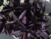 紫鸭趾草的养殖方法和注意事项