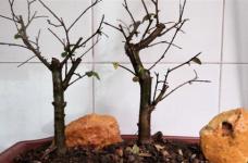榆树怎么繁殖，可以用种子繁殖吗