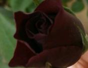 路易十四玫瑰的养殖方法和注意事项