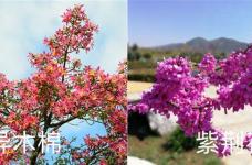 异木棉和紫荆花的区别，异木棉花期