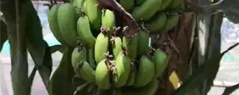 香蕉树的养殖方法