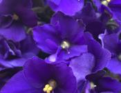 紫罗兰的价格，紫罗兰花图片