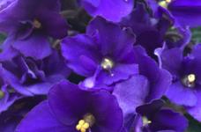 紫罗兰的价格，紫罗兰花图片