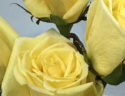 黄玫瑰代表什么，黄玫瑰图片