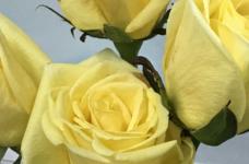 黄玫瑰代表什么，黄玫瑰图片