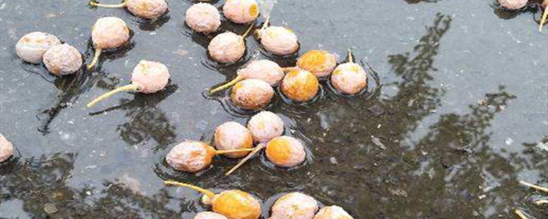 银杏果什么时候成熟，银杏果的作用