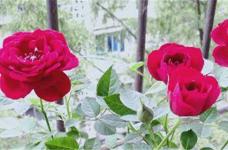 玫瑰花几月开，玫瑰花的图片