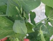 荷兰豆的养殖方法和注意事项
