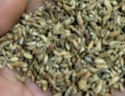 槐米的养殖方法和注意事项