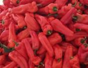 红椒的养殖方法和注意事项