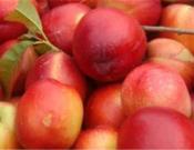 油桃的养殖方法和注意事项