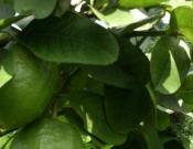 香水柠檬的养殖方法和注意事项
