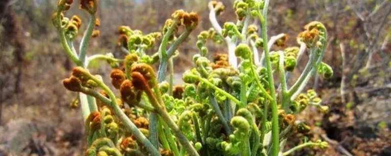 蕨菜的养殖方法和注意事项