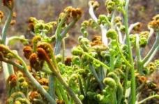 蕨菜的养殖方法和注意事项